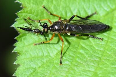 <i>Dioctria rufipes</i>