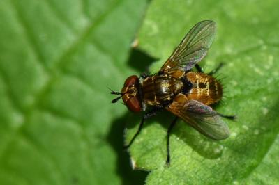 <i>Eliozeta pellucens</i>