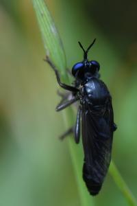 <i>Dioctria atricapilla</i>
