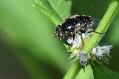 <i>Eristalinus sepulchralis</i>