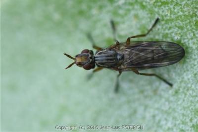 <i>Dorycera graminum</i>