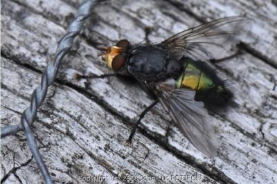 Cynomya mortuorum