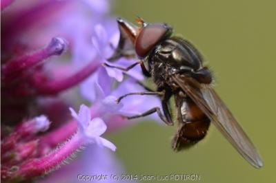 <i>Rhingia campestris</i>