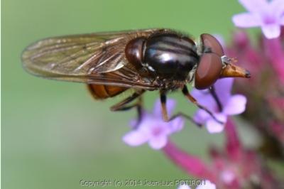 <i>Rhingia campestris</i>