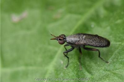 <i>Coremacera marginata</i>