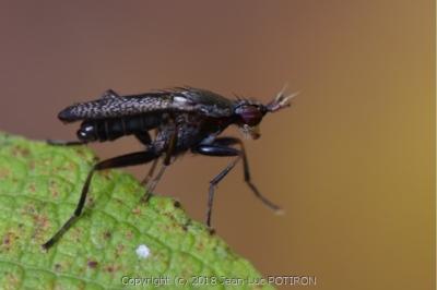 <i>Coremacera marginata</i>