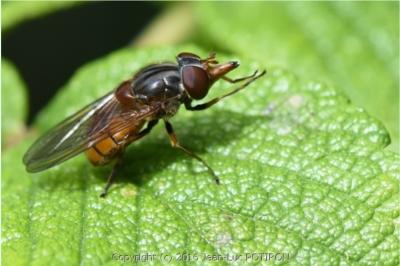 <i>Rhingia campestris</i>