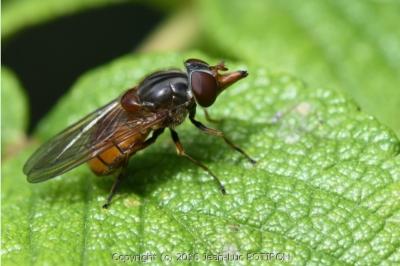 <i>Rhingia campestris</i>