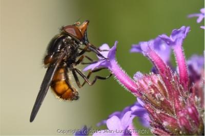 <i>Rhingia campestris</i>