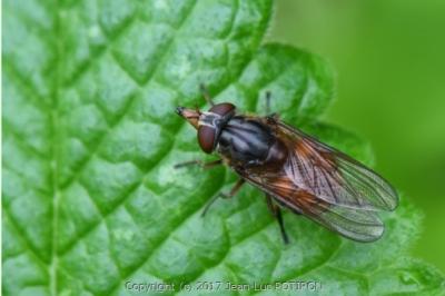 <i>Rhingia campestris</i>
