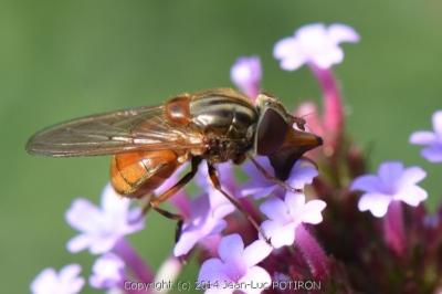 <i>Rhingia campestris</i>