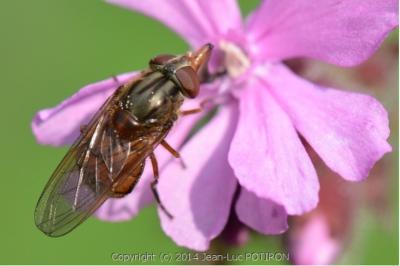 <i>Rhingia campestris</i>