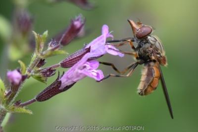 <i>Rhingia campestris</i>