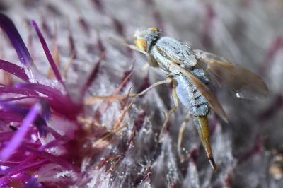 Terellia longicauda