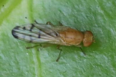 <i>Opomyza florum</i>