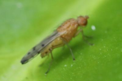 <i>Opomyza florum</i>