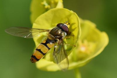 <i>Episyrphus balteatus</i>