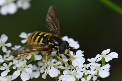 <i>Chrysotoxum cautum</i>