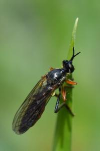 <i>Dioctria</i>