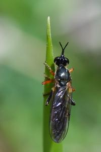 <i>Dioctria</i>