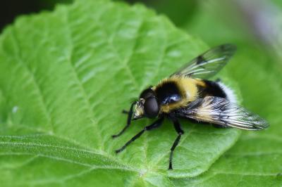 <i>Volucella bombylans</i>