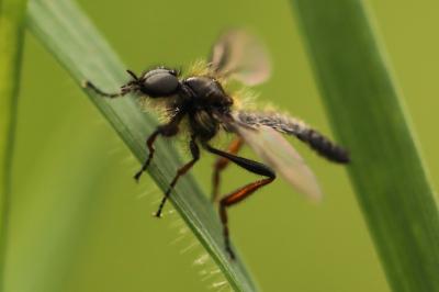 <i>Bibio lanigerus</i>