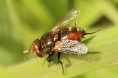 <i>Gonia vacua</i>