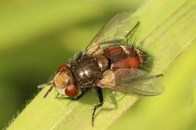 <i>Gonia vacua</i>