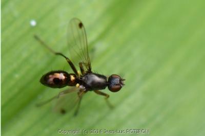 <i>Sepsis fulgens</i>