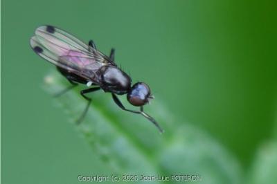 <i>Sepsis fulgens</i>