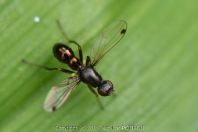 <i>Sepsis fulgens</i>