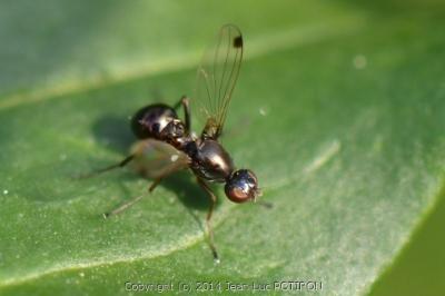 <i>Sepsis fulgens</i>