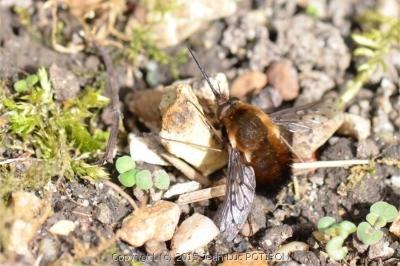 <i>Bombylius discolor</i>