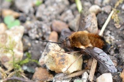 Bombylius discolor
