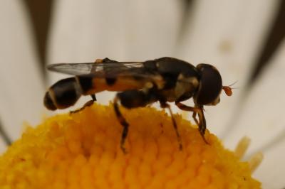 <i>Syritta pipiens</i>