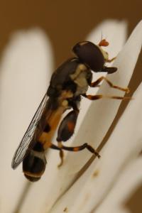 <i>Syritta pipiens</i>