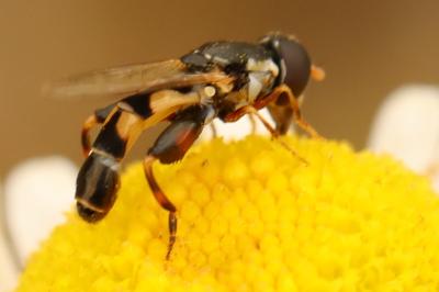Syritta pipiens