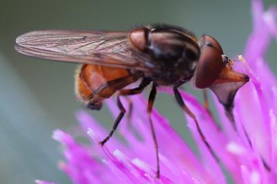 <i>Rhingia campestris</i>