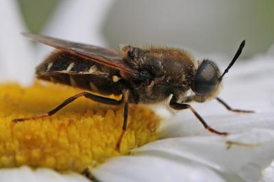 <i>Stratiomys singularior</i>