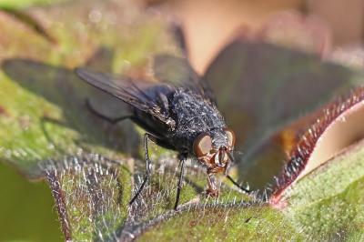 <i>Calliphora vicina</i>