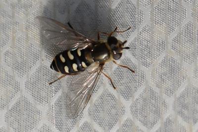 <i>Eupeodes luniger</i>