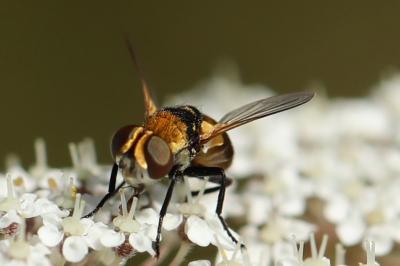 <i>Cistogaster globosa</i>