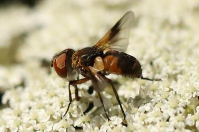 <i>Ectophasia crassipennis</i>
