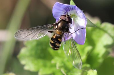 <i>Meliscaeva auricollis</i>