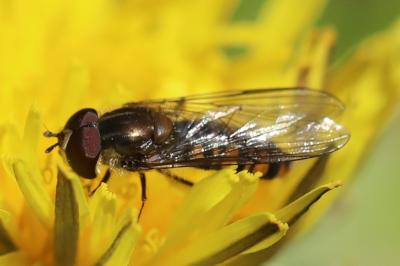 Episyrphus balteatus