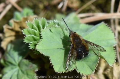 Bombylius discolor