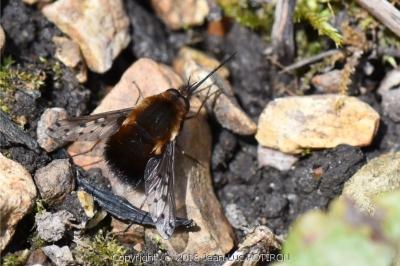 Bombylius discolor