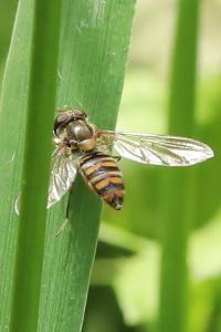 <i>Episyrphus balteatus</i>