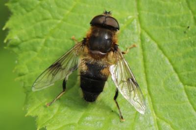 <i>Eristalis pertinax</i>