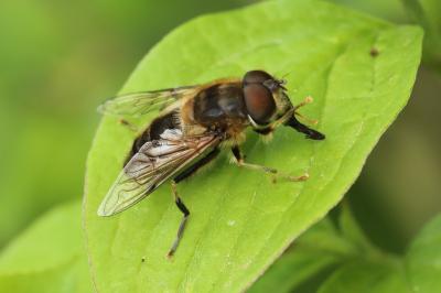 <i>Eristalis pertinax</i>